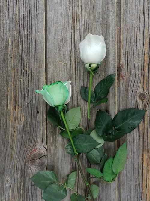  GREEN & WHITE TINTED ROSES